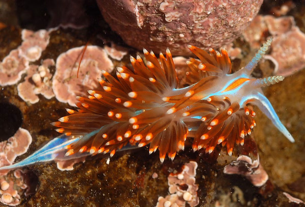 Sên trần chồi chích (Hermissenda crassicornis) dài 4-5 cm, sống ở vùng gian triều Bắc Thái Bình Dương. Chúng thuộc nhóm sên biển có chồi chích nhô lên trên cơ thể, trong đó có những ngòi chích, dùng để làm tê liệt những con sứa mà nó ăn.