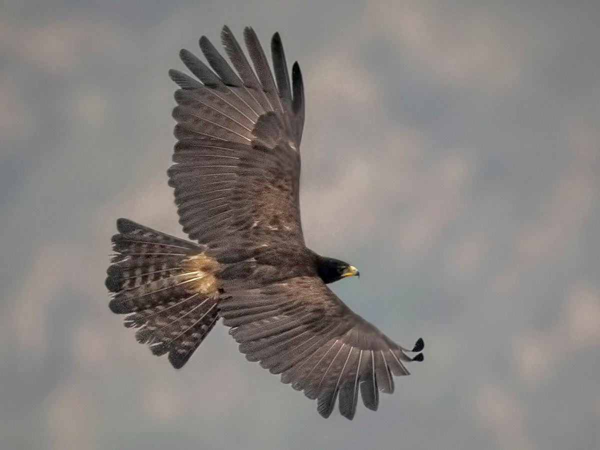 Đại bàng Mã Lai (Ictinaetus malayensis) dài 69-81 cm, là loài định cư không phổ biến trong cả nước. Sinh cảnh của loài chim săn mồi này là rừng lá rụng thường xanh và khu vực trống trải, phân bố lên đến độ cao 3.143 mét. Ảnh: eBird.