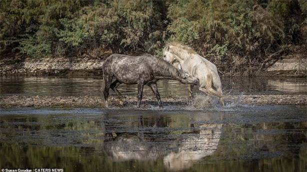 Vẻ ngoài khá hiền lành khiến nhiều người nhầm tưởng giữa những con ngựa sẽ ít khi xảy ra xung đột. Thế nhưng, một khi đã lao vào cuộc chiến thì thực sự không hề nhẹ nhàng gì.