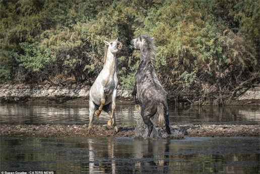 Cả hai liên tiếp dành những đòn tấn công về nhau không chút khoan nhượng. Cả hai đều cố gắng áp đảo đối thủ và kết thúc cuộc chiến với thắng lợi về phía mình.