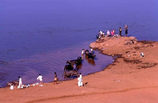 Tắm cho trâu bên bờ sông Krishna.