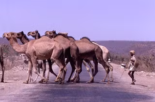 Đàn lạc đà trên con đường ở Rajasthan.