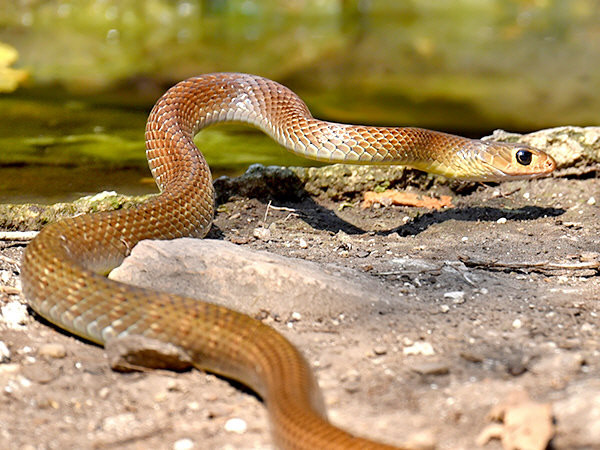 Trên thế giới, rắn ráo phân bố rộng khắp trong khu vực Ấn Độ, Trung Quốc và Đông Nam Á. Tại Việt Nam, chúng được bắt gặp ở hầu khắp các địa phương, và có thể được coi là loài rắn phổ biến nhất.