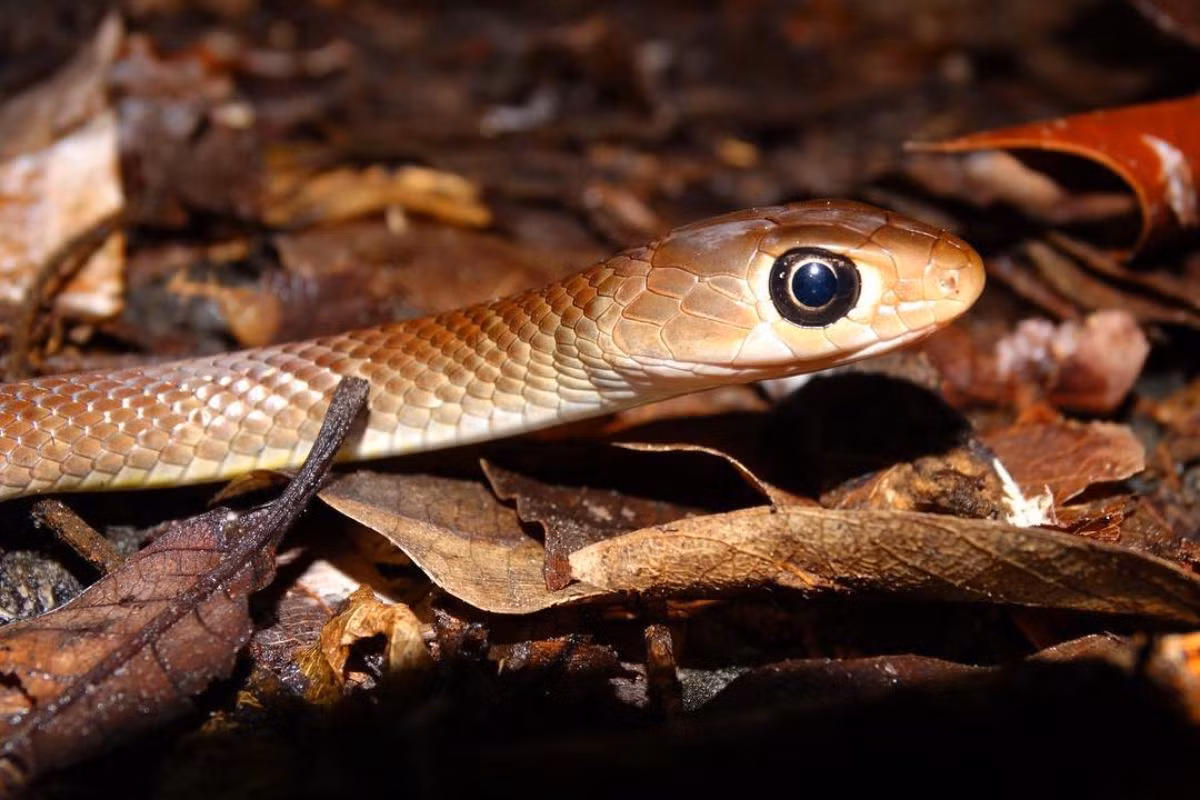 Trong Đông y, rắn ráo cũng được dùng như một vị thuốc. Người ta thường dùng rằn ráo để ngâm rượu cùng một số loài rắn như hổ mang, rắn lục, cạp nong, cạp nia hay các vị thuốc khác trong các loại rượu tam xà, ngũ xà.