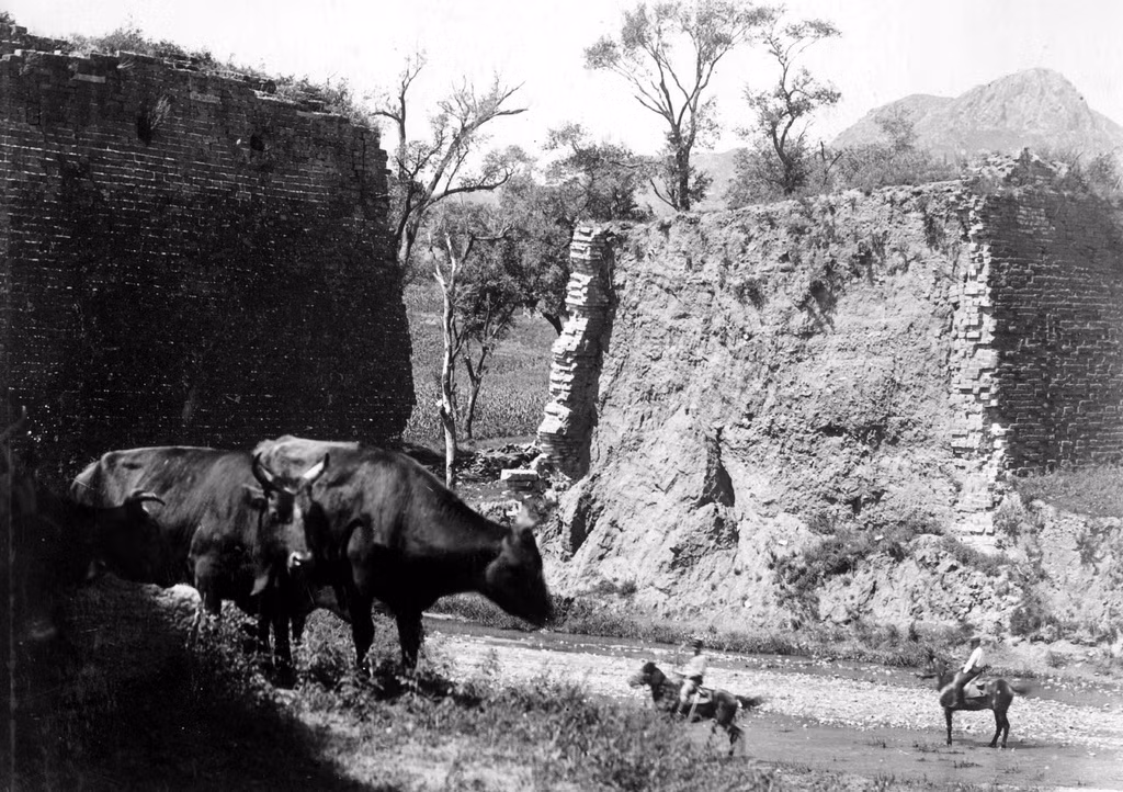 Những con trâu và hai người cưỡi ngựa bên một đoạn Vạn Lý Trường Thành đã bị phá dỡ để lấy lối đi, khoảng năm 1900.