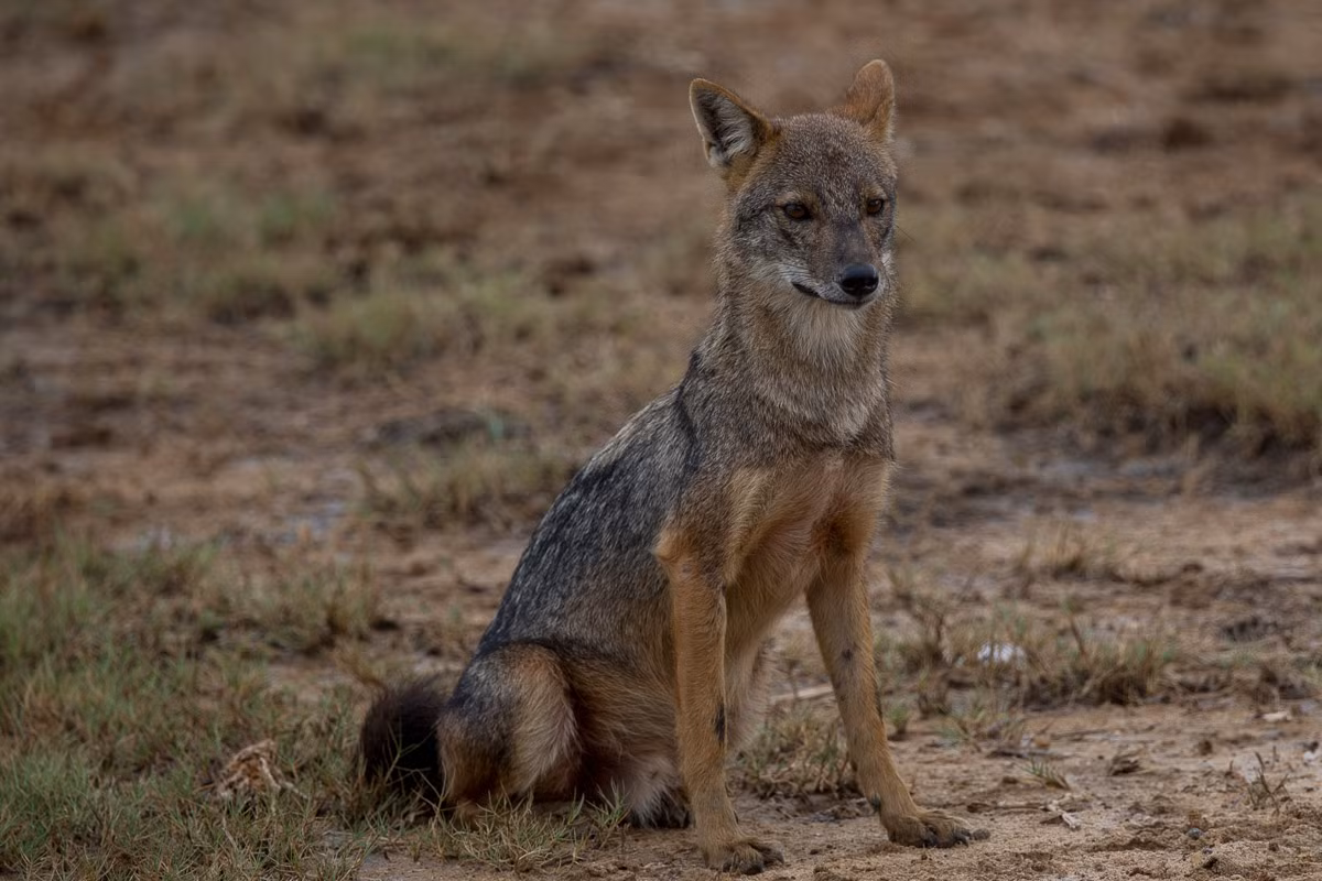 Chó rừng (Canis aureus) dài 65-105 cm, đôi khi được coi là nguyên mẫu "đúng chất chó" nhất của họ nhà chó. Chúng có tập tính xã hội, sống theo bầy, thức ăn đa dạng, phân bố rộng từ châu Phi đến châu Á. Ở Việt Nam, chúng được gọi là sói Tây Nguyên.