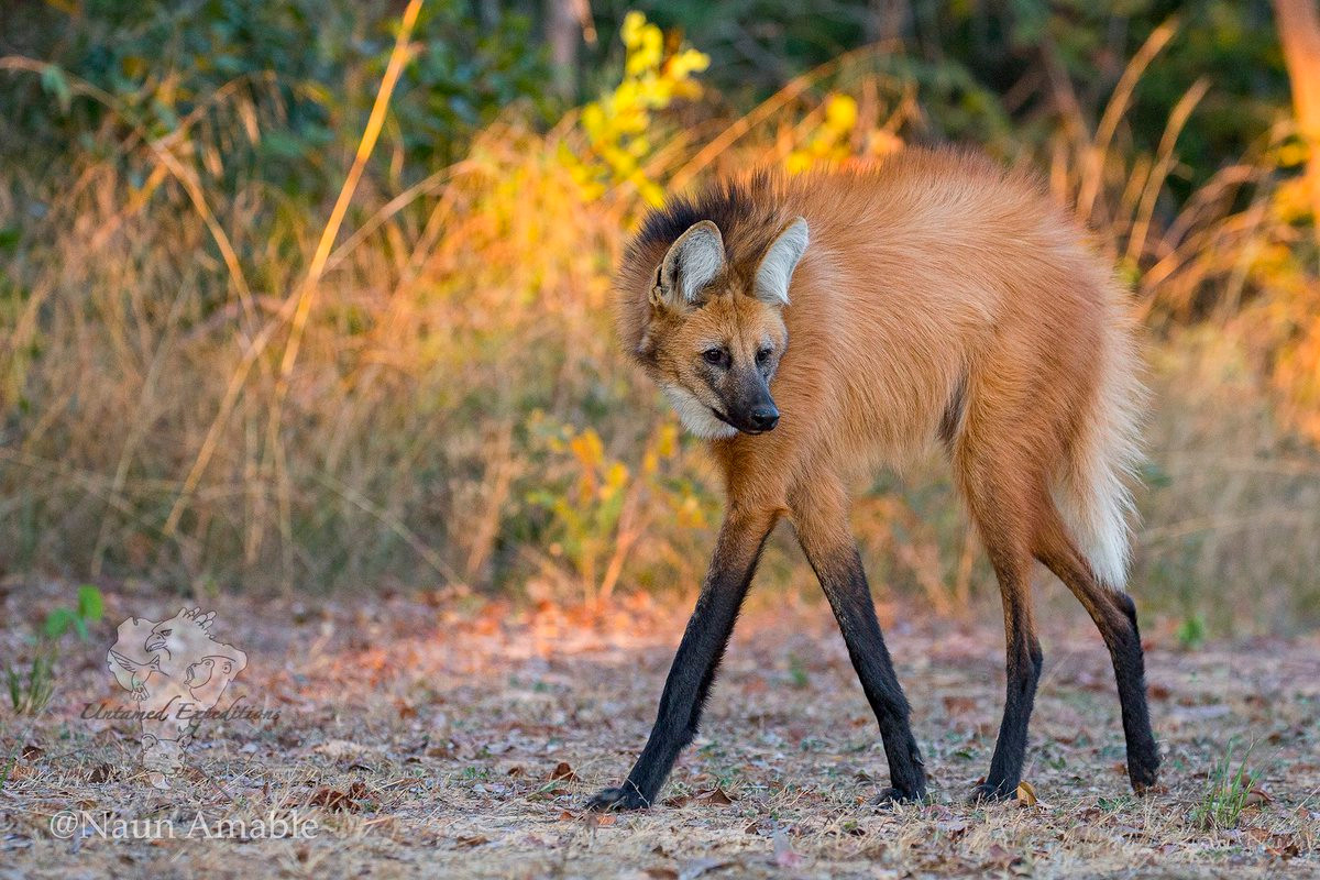 Sói bờm (Chrysocyon brachyurus) dài 1-1,3 mét, cư trú ở xa van Nam Mỹ. Chúng là loài ăn tạp, dễ thích nghi do ăn được nhiều nguồn thức ăn khác nhau. Bốn chân dài giúp sói bờm nhìn được trên tầm thảm cỏ cao.
