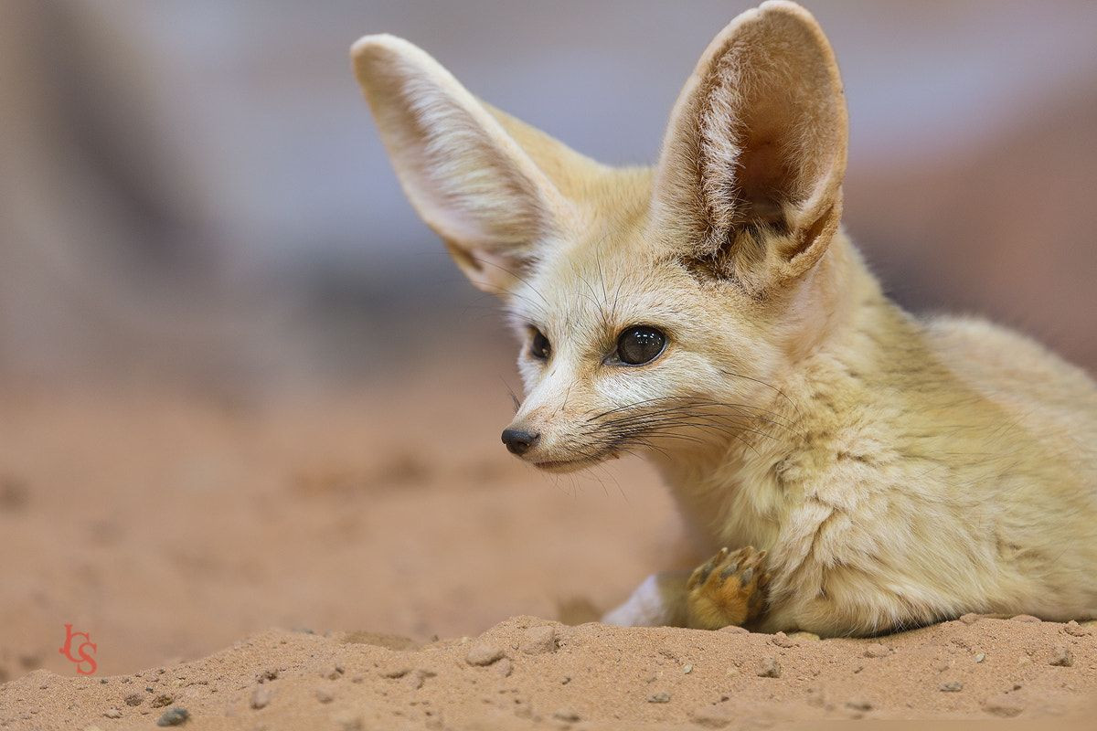 Cáo tai to (Vulpes zerda) dài 33-41 cm, là một trong những loài chó hoang dã nhỏ nhất. Đôi tai đặc trưng của loài vật hoạt động về đêm ở Bắc Phi này vừa giúp tăng cường thính giác, vừa giúp tỏa nhiệt khi cơ thể quá nóng.