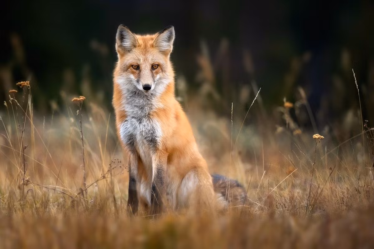 Cáo đỏ (Vulpes vulpes) dài 50-90 cm, là loài động vật ăn thịt phổ biến bậc nhất thế giới. Chúng phân bố ở khắp Bắc bán cầu, loài loài săn mồi nhưng đôi khi cũng ăn thịt thối.