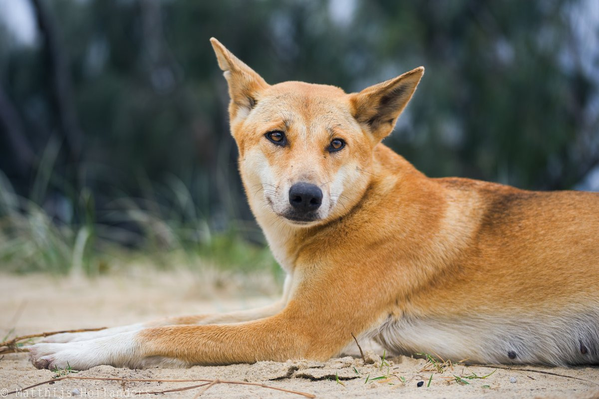 Chó dingo (Canis lupus dingo) dài 0,9-1,2 mét, là một phân loài lớn của sói xám. Chúng được con người đưa về Australia khoảng 4.000 năm trước và nhanh chóng trở thành loài săn mồi hàng đầu khu vực này.
