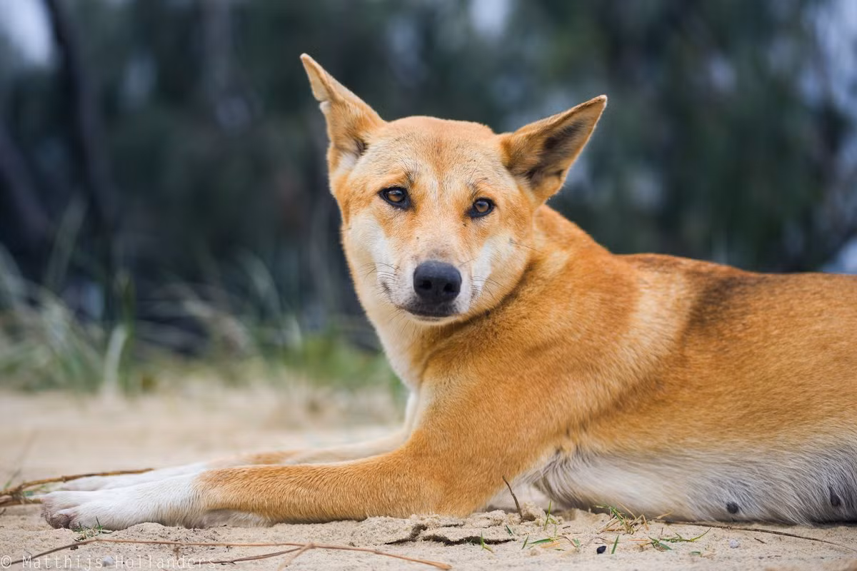 Chó dingo (Canis lupus dingo) dài 0,9-1,2 mét, là một phân loài lớn của sói xám. Chúng được con người đưa về Australia khoảng 4.000 năm trước và nhanh chóng trở thành loài săn mồi hàng đầu khu vực này.