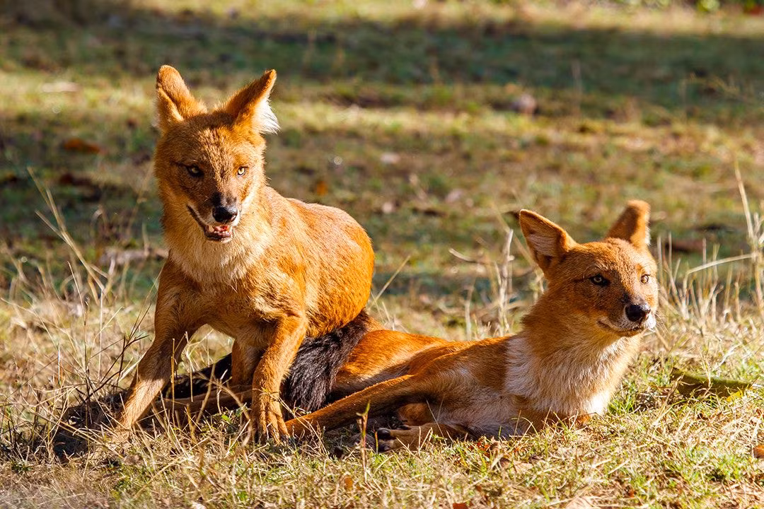 Khi xâm nhập vào lãnh địa của con người, sói đỏ thường hạ gục nhiều gia súc trong mỗi đợt tấn công, gây ra thiệt hại nghiêm trọng về kinh tế. Điều này khiến chúng trở thành đối tượng bị săn lùng và triệt hạ ở quanh các khu dân cư.