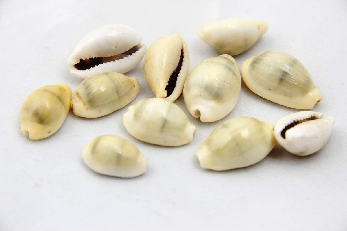 Năm 1.200 TCN, Maldives trở thành nơi đầu tiên sử dụng vỏ ốc như một loại tiền. Việc sử dụng tiền vỏ ốc dần lan rộng ra khắp Thái Binh Dương và châu Phi. Cho đến thế kỷ 19, loại tiền này vẫn được lưu hành ở một số nơi.