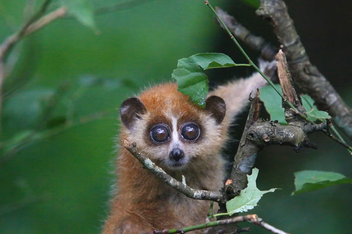Khi ngủ, cu li thường giấu mặt vào hốc cây, thân cây, hai tay ôm đầu, che mặt nên còn được gọi là con xấu hổ. Ngoài ra chúng còn có tên gọi khác là con cù lần.