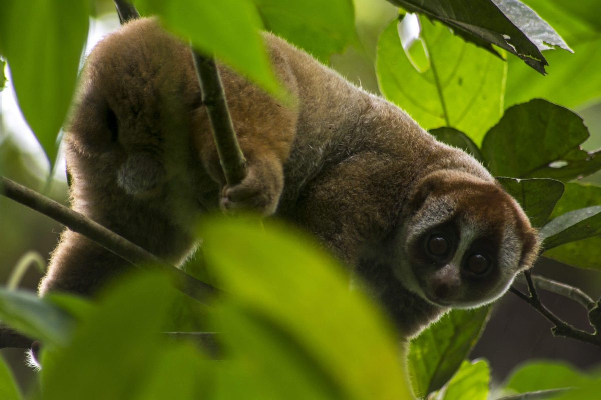 Cho đến nay, chưa thấy có ý kiến nào lý giải về mối liên hệ giữa con cu li - loài vật rất chậm chạp, hiền lành - với câu cửa miệng "đồ khỉ gió" của người Việt.