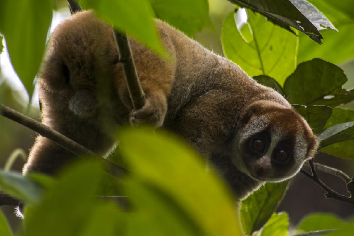 Cho đến nay, chưa thấy có ý kiến nào lý giải về mối liên hệ giữa con cu li - loài vật rất chậm chạp, hiền lành - với câu cửa miệng "đồ khỉ gió" của người Việt.