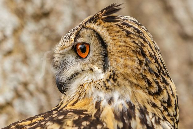 Phần lớn các loài cú hoạt động về đêm và có một tai nằm cao hơn tai kia. Sự bố trí này giúp chúng thu nhận âm thanh theo cả phương thẳng đứng.