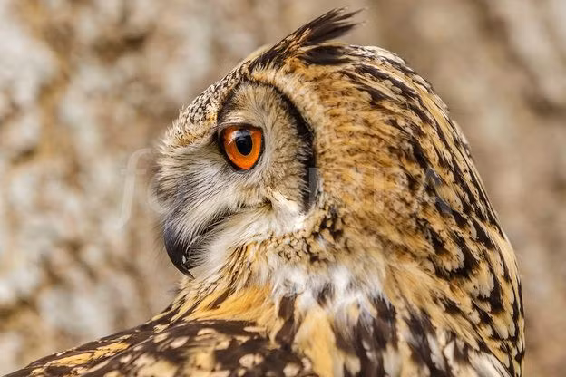 Phần lớn các loài cú hoạt động về đêm và có một tai nằm cao hơn tai kia. Sự bố trí này giúp chúng thu nhận âm thanh theo cả phương thẳng đứng.