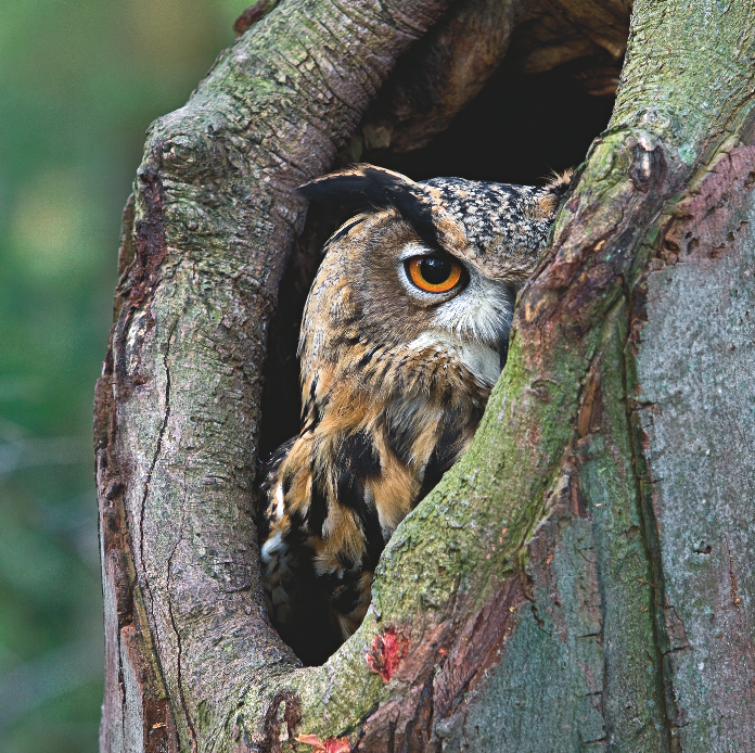 Theo quan niệm cũ, “vành tai” cú có tác dụng truyền âm giống như vành tai ở các loài thú. Tuy nhiên, các công trình nghiên cứu mới lại khẳng định cái “vành tai” này không liên quan gì đến thính giác.