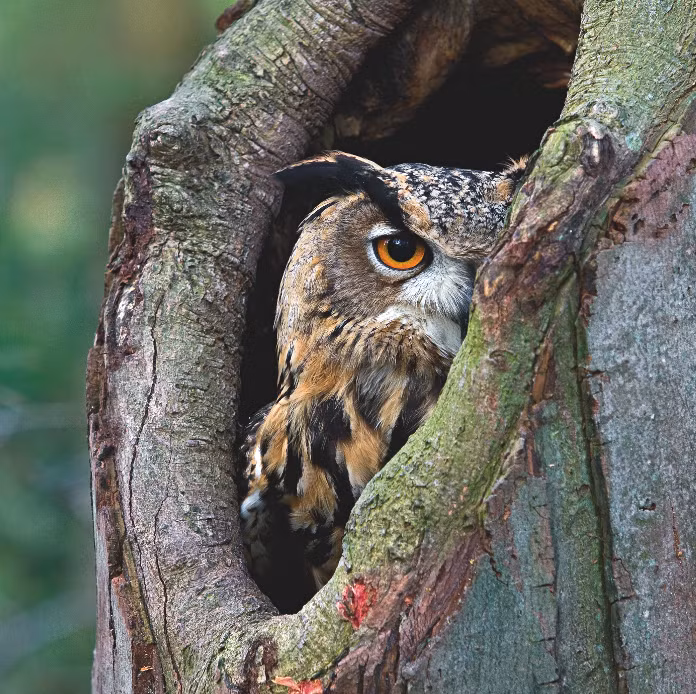 Theo quan niệm cũ, “vành tai” cú có tác dụng truyền âm giống như vành tai ở các loài thú. Tuy nhiên, các công trình nghiên cứu mới lại khẳng định cái “vành tai” này không liên quan gì đến thính giác.
