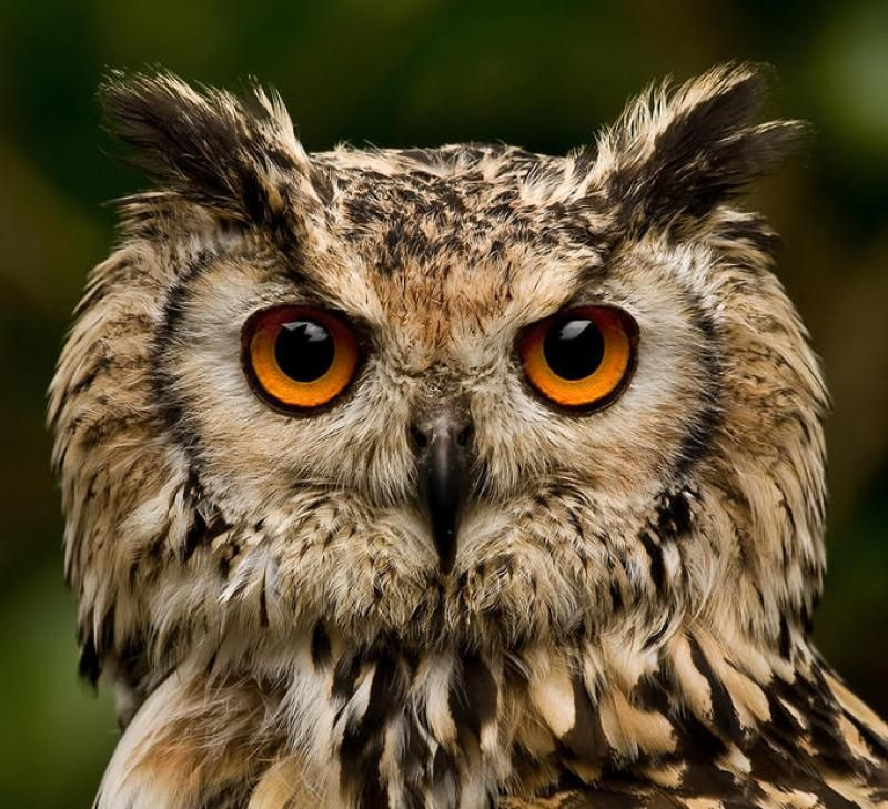 Nhiều loài cú có cái “vành tai” đặc trưng bằng lông vũ trông như tai mèo. Hiện có nhiều ý kiến khác nhau về công dụng của bộ phận này trong giới khoa học.