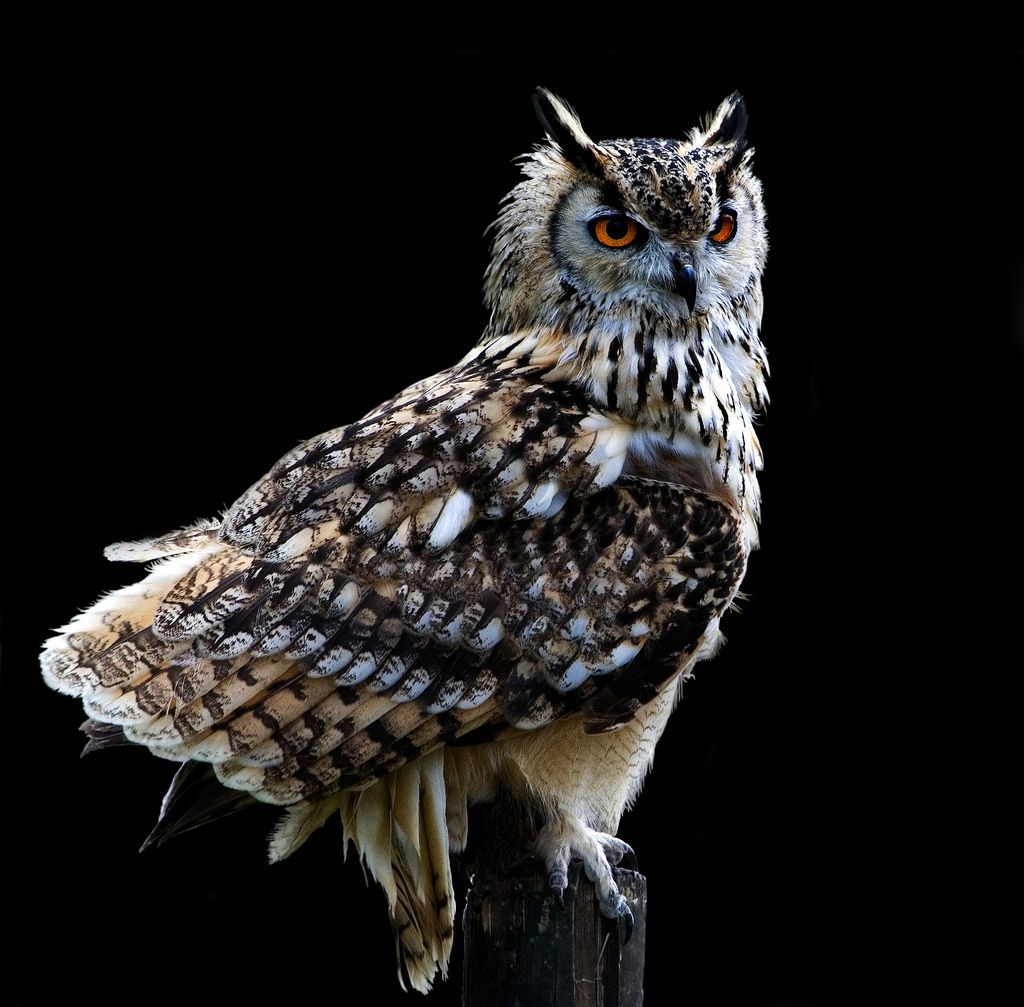 Đôi mắt to của cú mèo cũng có khả năng bắt sáng tốt, giúp chúng có thể theo dõi sự chuyển động của các con mồi trong bóng đêm.