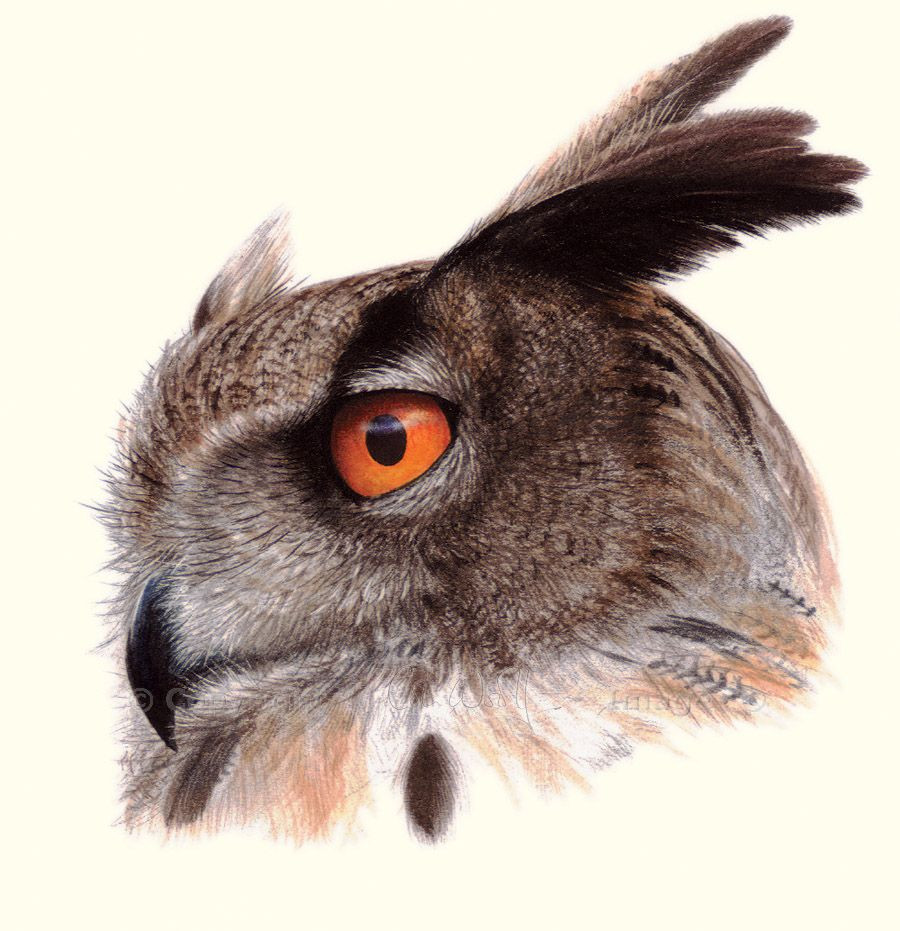 Công dụng của nó là gì thì cho đến nay vẫn chưa có đáp án thỏa đáng nào được đưa ra...