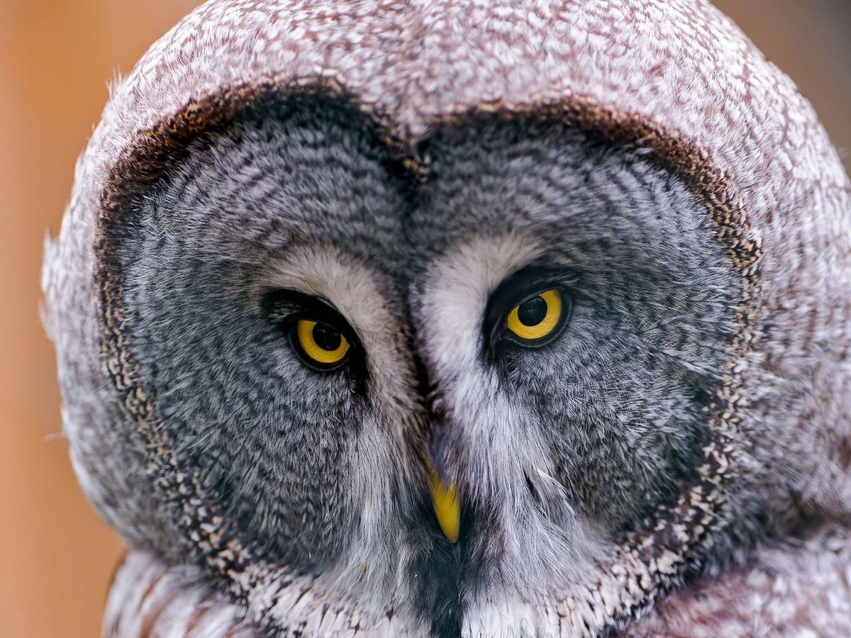 Mỏ cú mèo không hướng về phía trước mà quặp xuống để giảm thiểu sự cản âm. Cái mỏ này có đầu nhọn như mỏ đại bàng, giúp chúng giữ chặt con mồi và rỉa thịt hiệu quả.