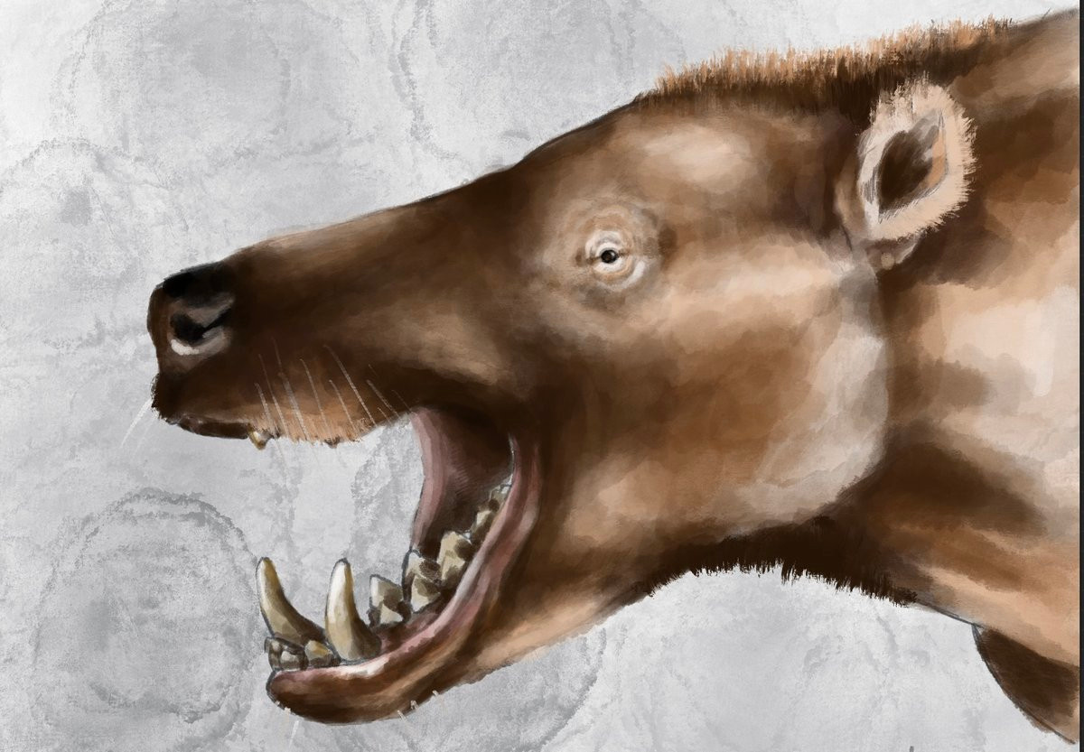 Andrewsarchus có răng cửa và răng nanh sắc nhọn để xé thịt con mồi. Ngoài ra chúng còn có răng hàm phẳng để nghiến xương động vật và có thể là cả vỏ rùa núi.