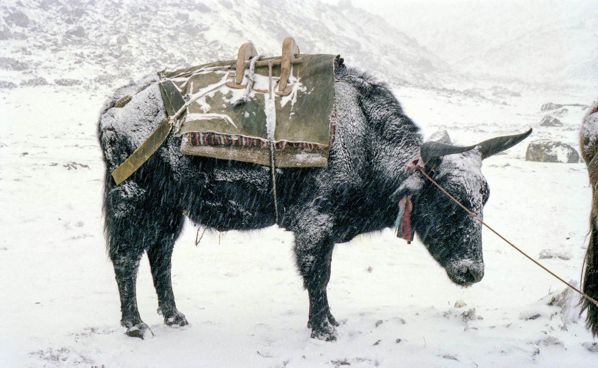 Một con bò yak đứng giữa cơn mưa tuyết.