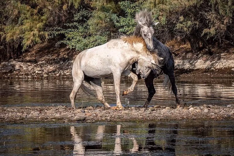 Được biết, nguyên nhân xảy ra cuộc chiến này là do tranh giành tình yêu của một con ngựa cái trong khu vực.