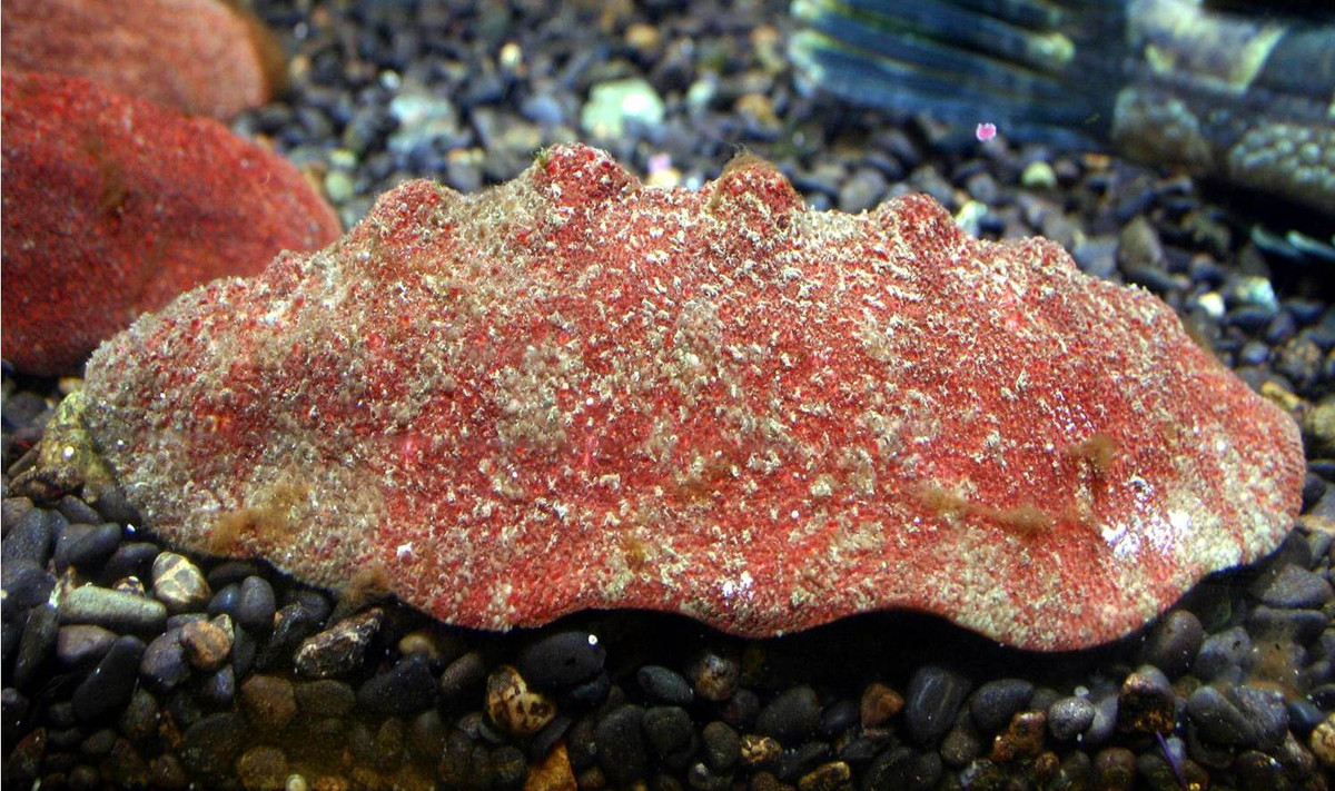 Mẫu vật gumboot chiton lớn nhất thế giới có thể đạt chiều dài 36 cm, nặng hơn 2 kg.