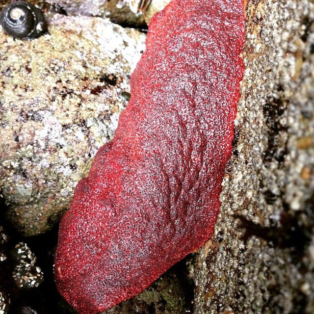 Như các loài cùng chi Cryptochiton, gumboot chiton là một loài ốc song kinh có tám miếng vỏ giáp nằm dọc theo phần lưng.