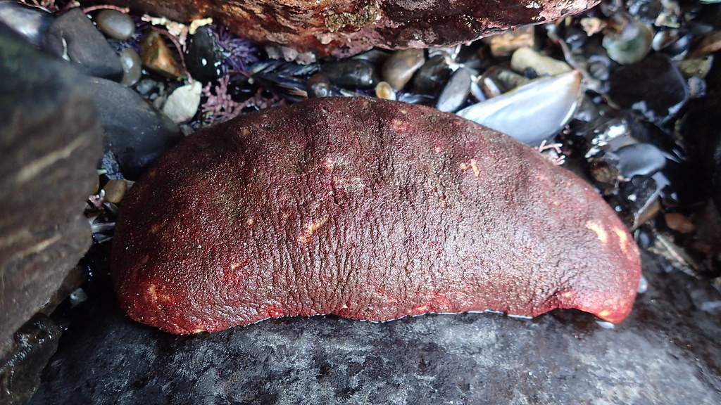 Loài động vật thân mềm này có thể sống đến 40 năm. Chúng có ít kẻ thù tự nhiên, phổ biến nhất nhất là ốc Ocenebra lurida. Dù vậy, loài thiên địch này cũng chỉ có thể ăn phần da mềm bên ngoài của gumboot chiton.