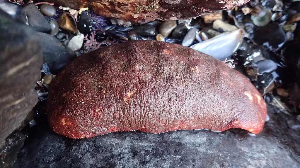 Loài động vật thân mềm này có thể sống đến 40 năm. Chúng có ít kẻ thù tự nhiên, phổ biến nhất nhất là ốc Ocenebra lurida. Dù vậy, loài thiên địch này cũng chỉ có thể ăn phần da mềm bên ngoài của gumboot chiton.