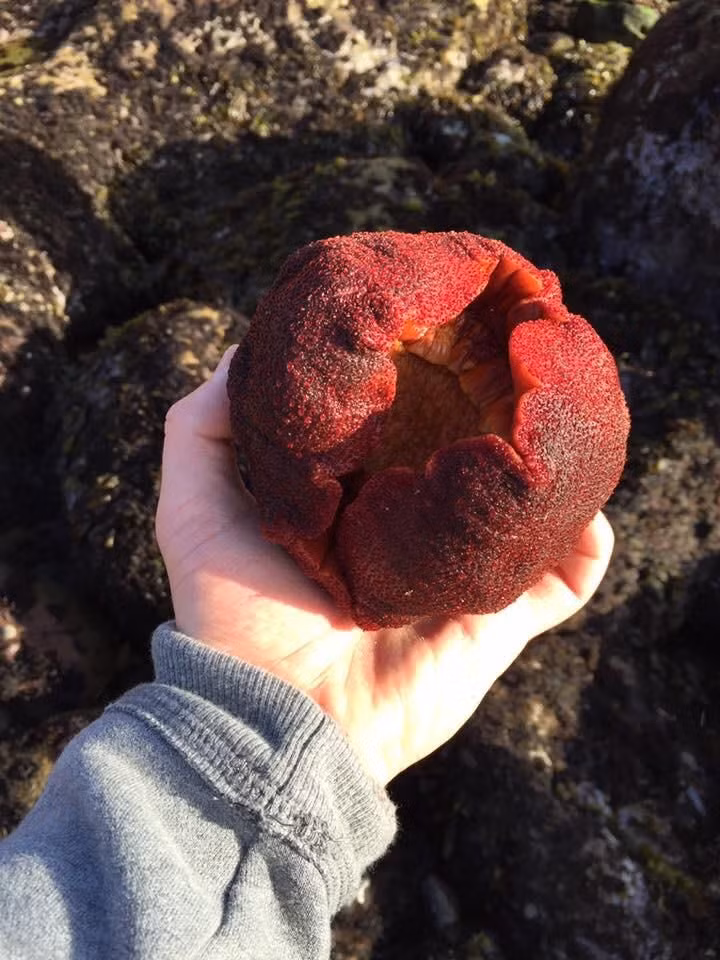 Với con người, gumboot chiton có thể được sử dụng như một loại hải sản. Các thổ dân châu Mỹ và người gốc Nga tại Đông Nam Alaska dùng chúng như một món ăn thường ngày. Dù vậy, không phải ai cũng thích ăn gumboot chitonn vì thịt của chúng dai nhách.