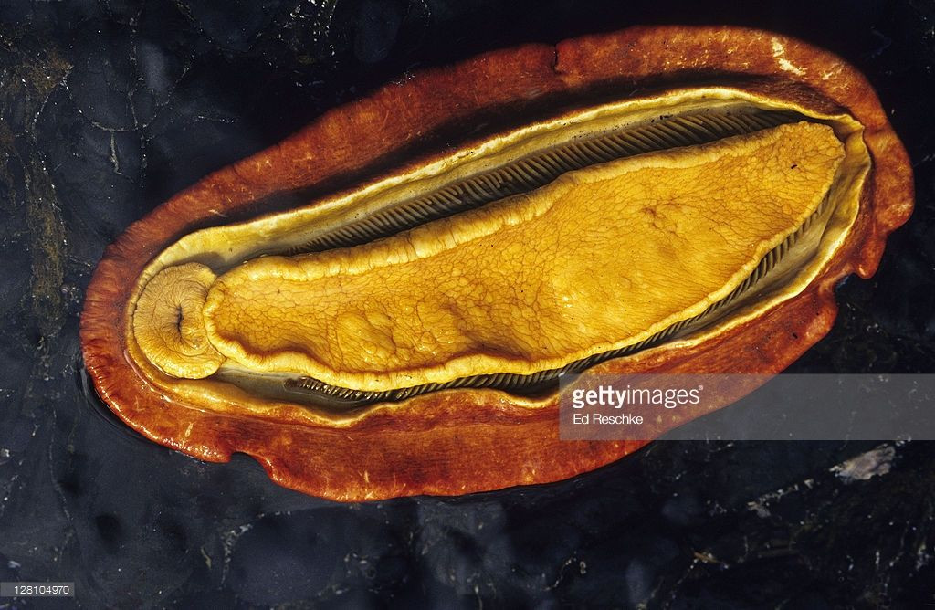 Mặt dưới gumboot chiton có màu vàng hoặc cam và bao gồm một chân lớn tương tự các động vật thân mềm khác như ốc sên, với mang nằm trên một rãnh cạnh rìa ngoài của chân.