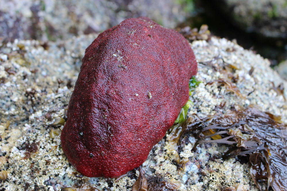 Chúng thường bám trên đá, di chuyển chậm chạp để tìm thức ăn là tảo, thứ mà chúng cạo ra từ đá nhờ một hệ thống răng rất cứng có thể co rụt linh hoạt.