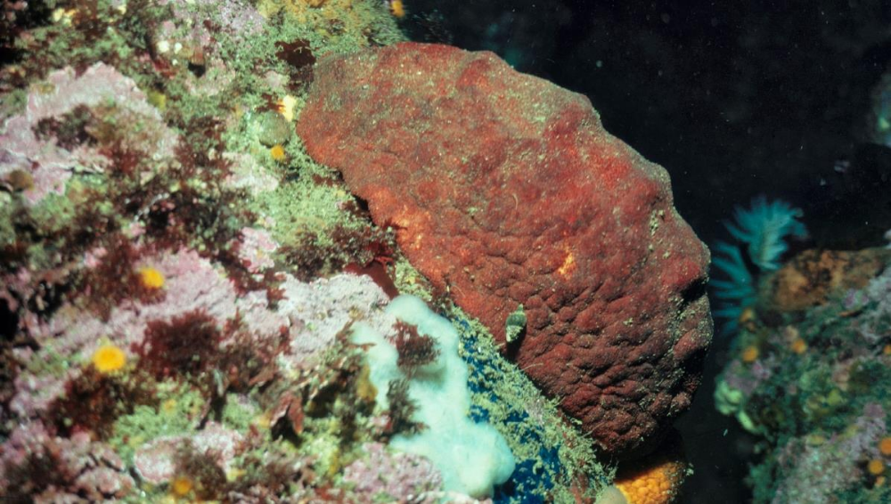 Gumboot chiton (ốc song kinh chiếc ủng) là một loài động vật thân mềm kỳ lạ, được mệnh danh là “ miếng thịt di động”, có tên khoa học Cryptochiton stelleri.