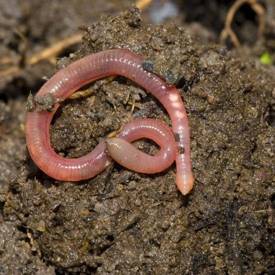 Da chúng luôn trơn ẩm do có tế bào tiết chất nhày, vừa giúp di chuyển dễ dàng trong lòng đất vừa tăng cường khả năng hô hấp qua da.