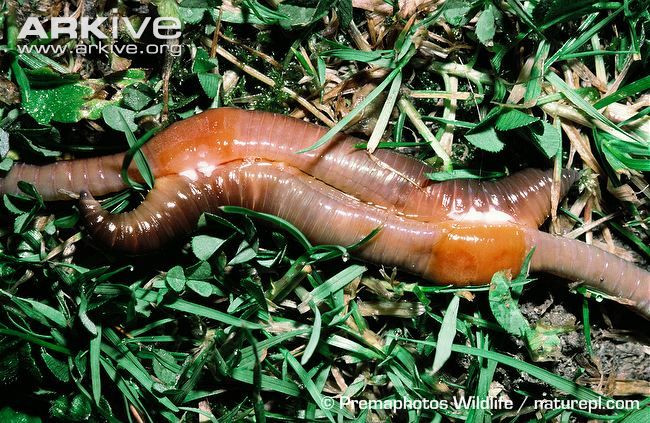 Khi ghép đôi, hai giun đất sẽ trao đổi tinh dịch với nhau và tạo kén. Kén là thành đai bong ra, tuột về phía trước, nhận trứng non và tinh dịch trên đường đi.