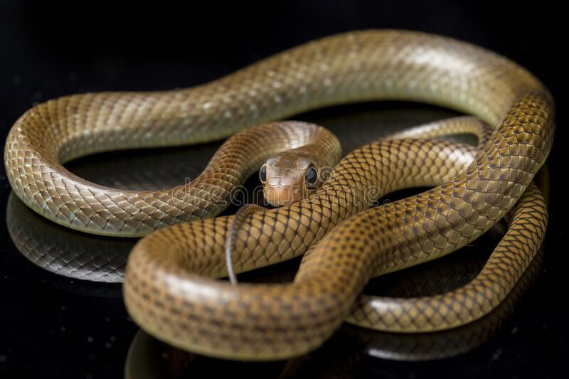 Loài rắn này có một chiến lược sinh sản khá đặc biệt: Chúng thường đẻ trứng trong các tổ mối nhằm đảm bảo nhiệt độ và độ ẩm ổn định, như một lò ấp trứng tự nhiên.