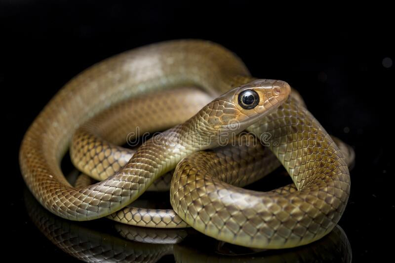 Ở Việt Nam và một số nước trong khu vực, rắn ráo thường được bắt hoặc nuôi sinh sản để làm nguyên liệu chế biến món ăn vì thịt loài rắn này có vị ngọt, xương khá mềm.