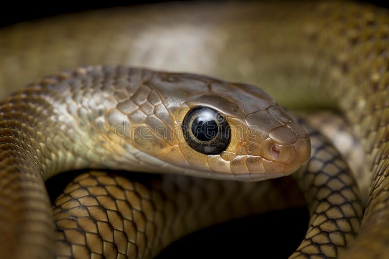 Khi mới nở ra, rắn con có ngay nguồn thức ăn dồi dào dinh dưỡng là mối và ấu trùng, giúp chúng có tỷ lệ sống sót cao hơn nhiều loài rắn khác.