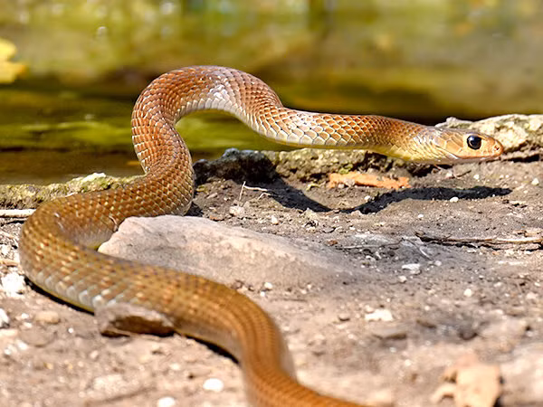 Trên thế giới, rắn ráo phân bố rộng khắp trong khu vực Ấn Độ, Trung Quốc và Đông Nam Á. Tại Việt Nam, chúng được bắt gặp ở hầu khắp các địa phương, và có thể được coi là loài rắn phổ biến nhất.