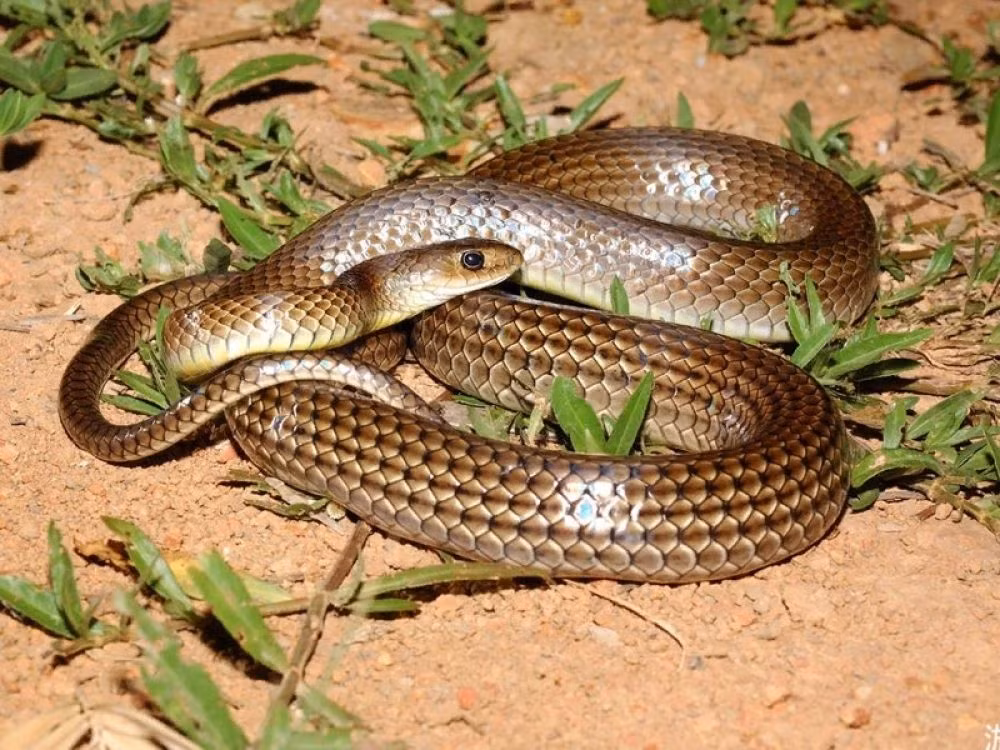  Rắn ráo (Ptyas korros) là một loài rắn rất thường gặp ở Việt Nam. Xung quanh loài rắn này có nhiều điều thú vị mà không phải ai cũng biết.