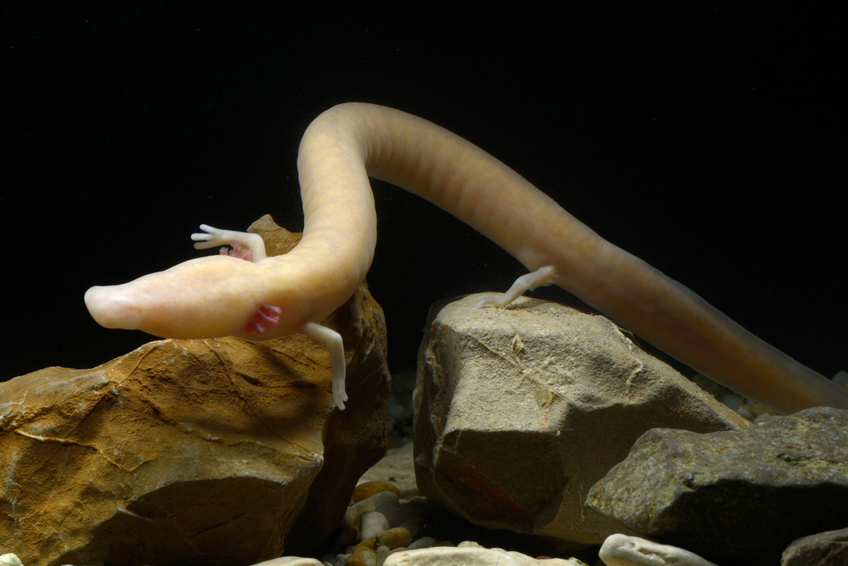 Giông mù châu Âu (Proteus anguinus) dài 20-30 cm, là loài hoàn toàn thủy sinh trong những hang tối ngập nước ở Slovenia và Montenegro. Nó có da sáng màu, mắt gần như mù.