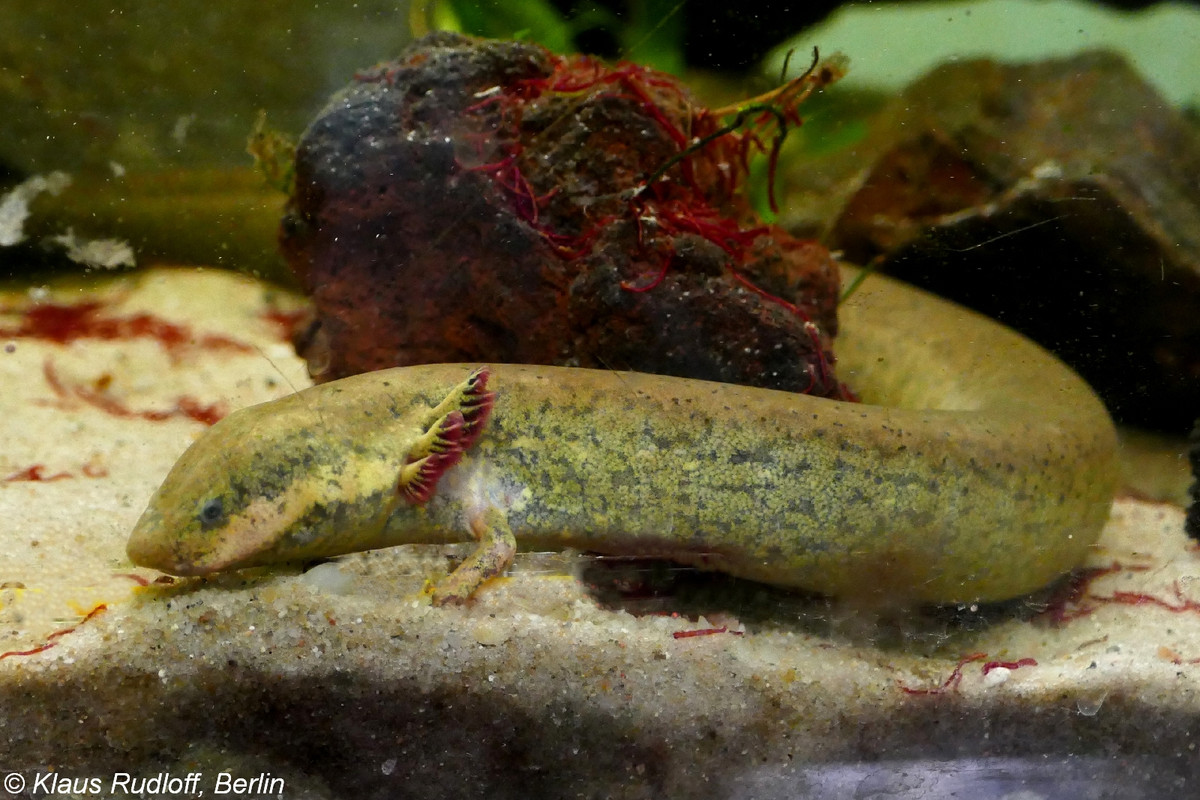 Nhông lươn mang ngoài lớn (Siren lacertina) dài 50-90 cm, sống trong các sông, hồ, ao nông khu vực Đông Nam Hoa Kỳ và Đông Bắc Mexico. Chúng có chi trước rất nhỏ, chi sau tiêu biến, đuôi giống vây cá.