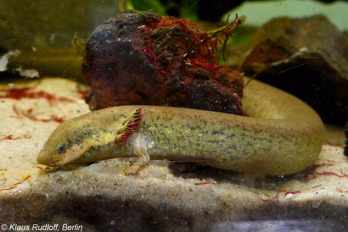 Nhông lươn mang ngoài lớn (Siren lacertina) dài 50-90 cm, sống trong các sông, hồ, ao nông khu vực Đông Nam Hoa Kỳ và Đông Bắc Mexico. Chúng có chi trước rất nhỏ, chi sau tiêu biến, đuôi giống vây cá.