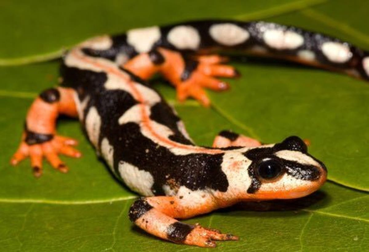 Sa giông Lorestan (Neurergus kaiseri) dài 8-13 cm, là loài đặc hữu trong những dòng suối ở Iran. Chúng đang ở trong tình trạng cực kì nguy cấp do mất sinh cảnh và bị săn bắt làm vật nuôi trong nhà.